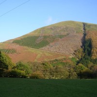 Rhododendron